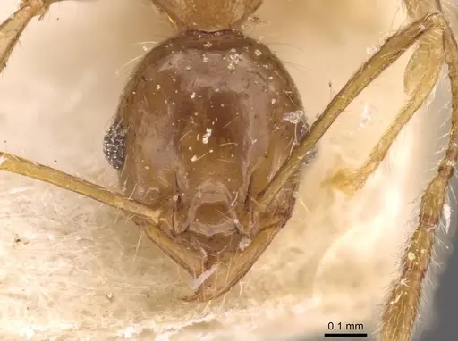 Pheidole megacephala - CASENT0907786