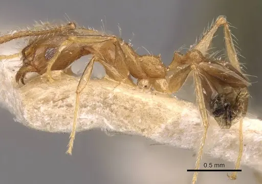 Pheidole megacephala - CASENT0907786