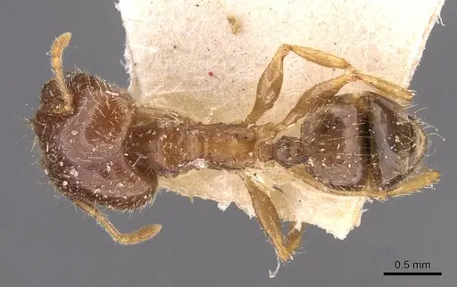 Pheidole megacephala - CASENT0907787