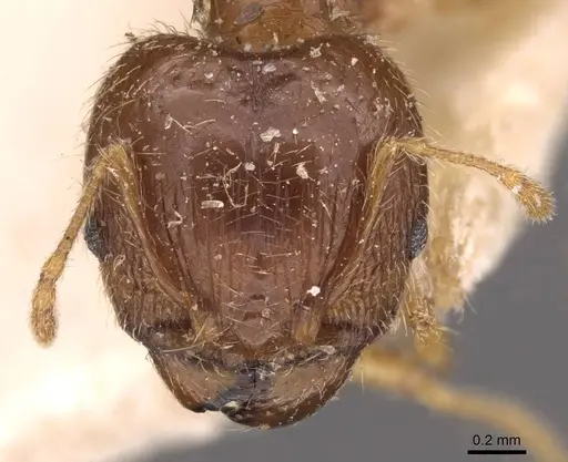 Pheidole megacephala - CASENT0907787