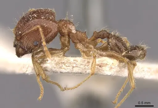 Pheidole megacephala - CASENT0907787