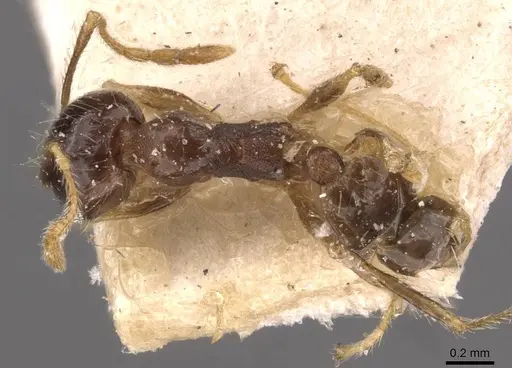 Pheidole megacephala - CASENT0907788