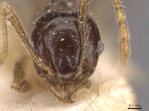 Pheidole megacephala - CASENT0907788