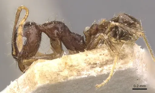 Pheidole megacephala - CASENT0907788