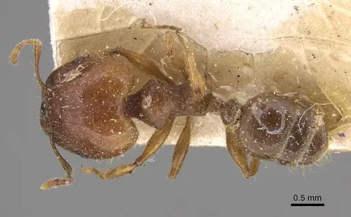 Pheidole megacephala - CASENT0914348