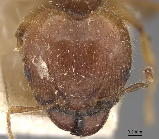 Pheidole megacephala - CASENT0914348