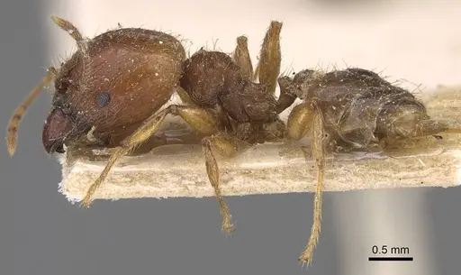 Pheidole megacephala - CASENT0914348