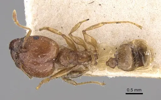 Pheidole megacephala - CASENT0914349