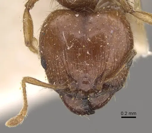 Pheidole megacephala - CASENT0914349