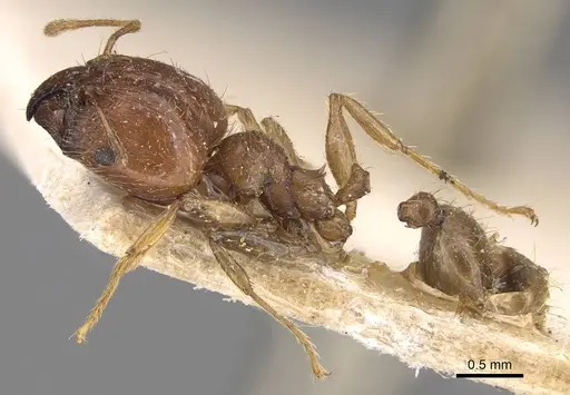 Pheidole megacephala - CASENT0914349