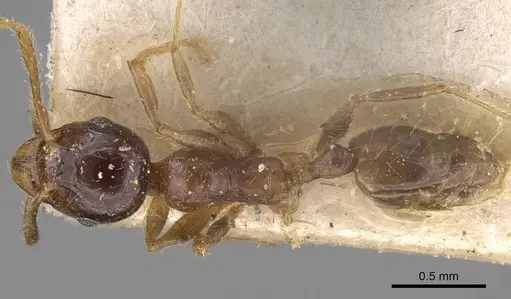 Pheidole megacephala - CASENT0914350