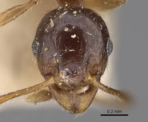 Pheidole megacephala - CASENT0914350