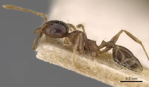 Pheidole megacephala - CASENT0914350