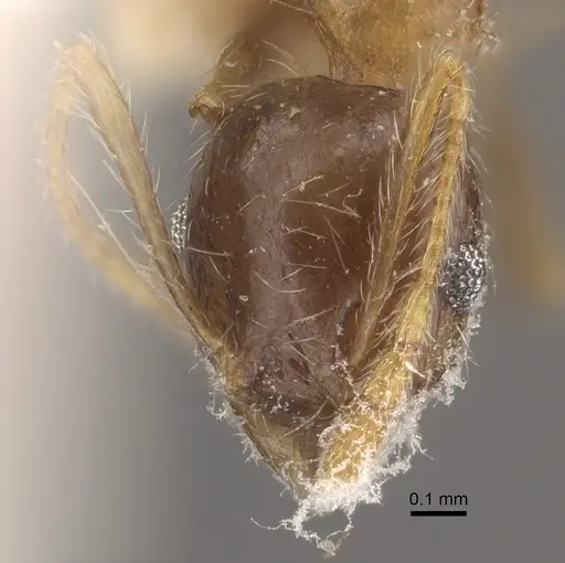Pheidole megacephala - CASENT0917778