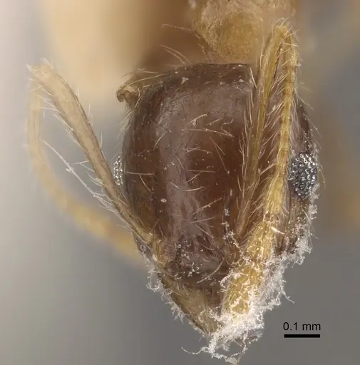 Pheidole megacephala - CASENT0917778