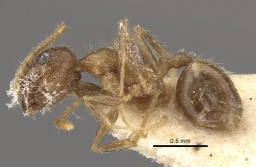 Pheidole megacephala - CASENT0917778