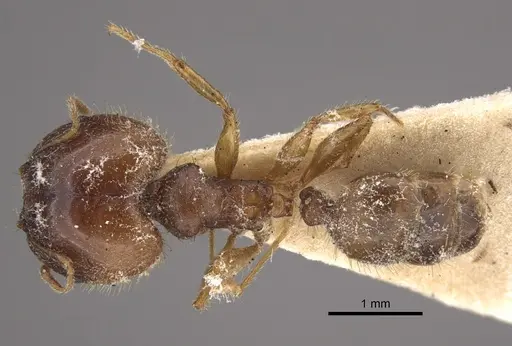 Pheidole megacephala - CASENT0917779