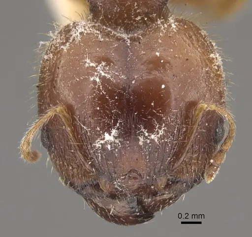 Pheidole megacephala - CASENT0917779
