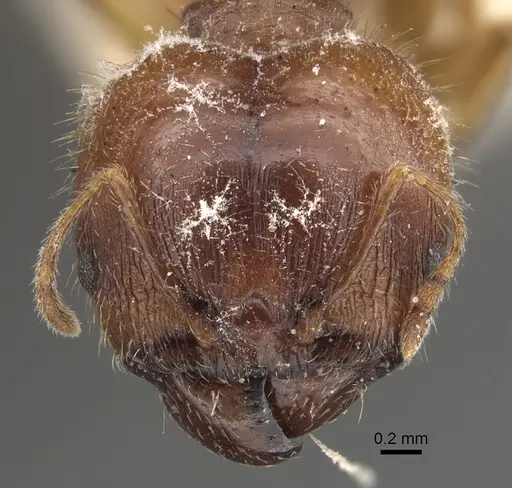 Pheidole megacephala - CASENT0917779