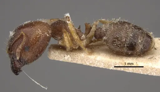Pheidole megacephala - CASENT0917779