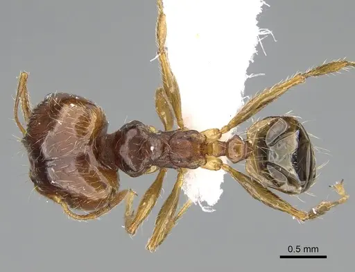 Pheidole megacephala - CASENT0919807