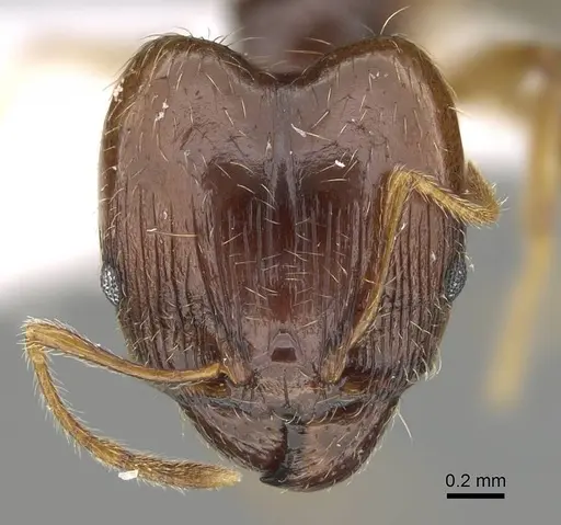 Pheidole megacephala - CASENT0919807