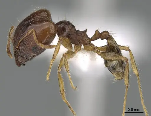 Pheidole megacephala - CASENT0919807