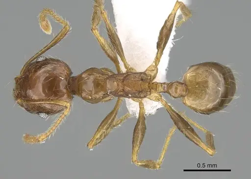 Pheidole megacephala - CASENT0919808