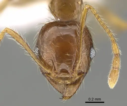 Pheidole megacephala - CASENT0919808