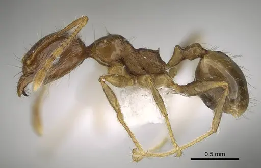 Pheidole megacephala - CASENT0919808