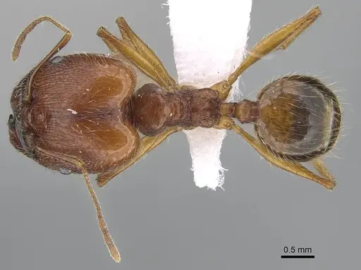 Pheidole megacephala - CASENT0922282