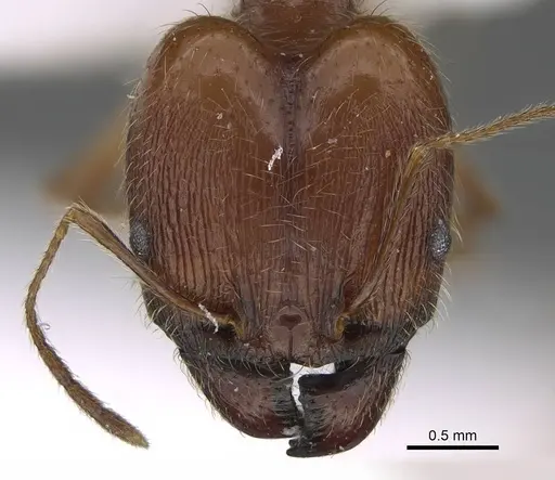 Pheidole megacephala - CASENT0922282