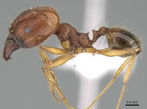 Pheidole megacephala - CASENT0922282