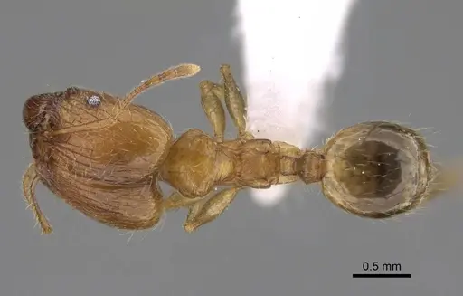 Pheidole megacephala - CASENT0922894