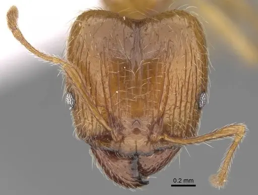 Pheidole megacephala - CASENT0922894