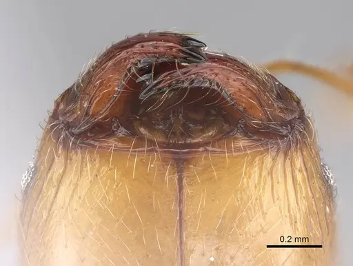 Pheidole megacephala - CASENT0922894