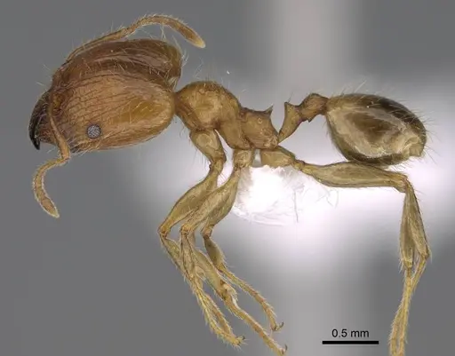 Pheidole megacephala - CASENT0922894