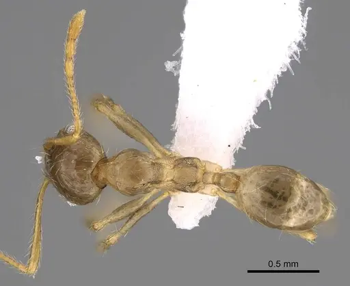Pheidole megacephala - CASENT0922895