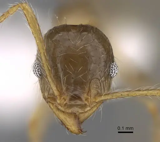 Pheidole megacephala - CASENT0922895