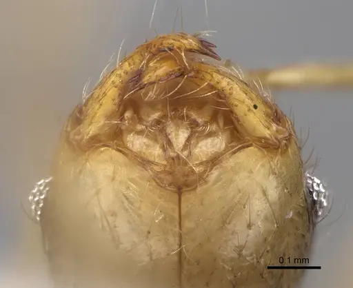 Pheidole megacephala - CASENT0922895