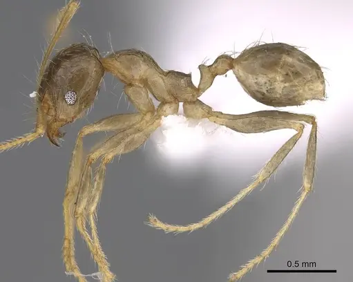 Pheidole megacephala - CASENT0922895