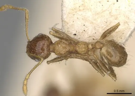 Pheidole megacephala - CASENT0923198