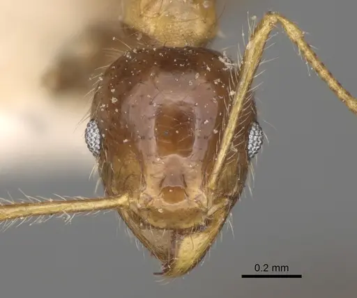 Pheidole megacephala - CASENT0923198