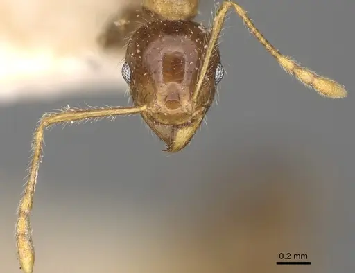 Pheidole megacephala - CASENT0923198