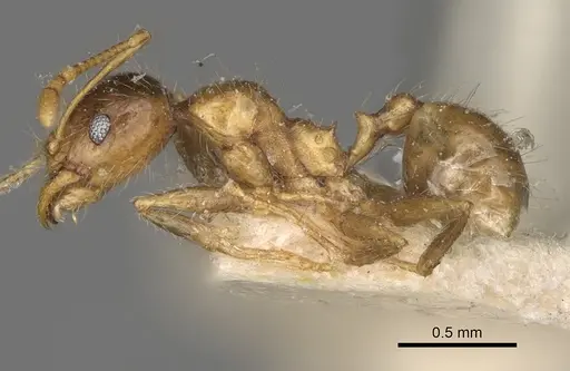 Pheidole megacephala - CASENT0923198