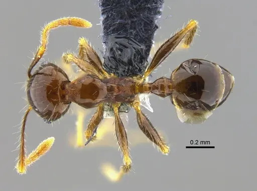 Pheidole megacephala - CBUMAGENT42040