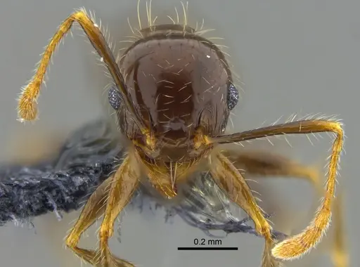 Pheidole megacephala - CBUMAGENT42040