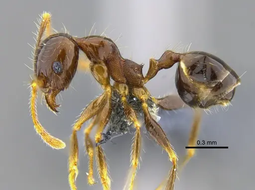 Pheidole megacephala - CBUMAGENT42040