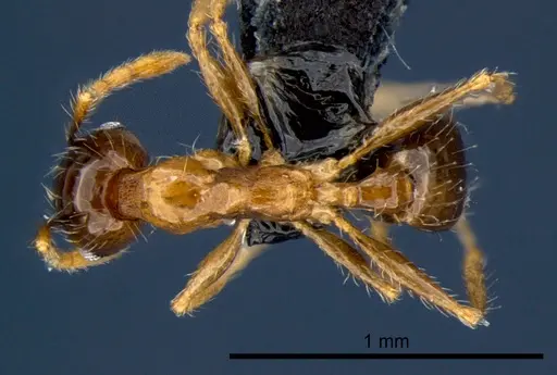 Pheidole megacephala - CSIRONC0177
