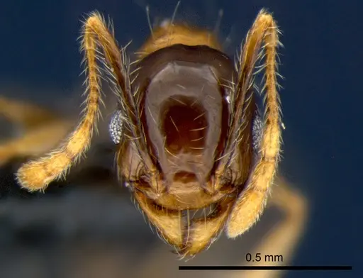 Pheidole megacephala - CSIRONC0177